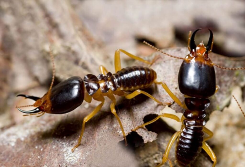termite inspection